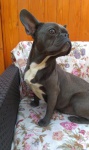 Buldog francuski blue female for sale!