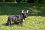 Buldog francuski z rodowodem