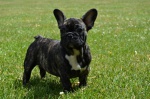 Buldog francuski z rodowodem