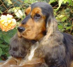 Calais Wrzeciono Czasu