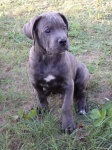 Cane Corso - beautiful puppies with pedigree