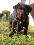 Cane Corso - beautiful puppies with pedigree
