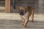 Cane Corso male puppy with pedigree for sale