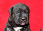 Cane Corso puppy