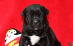 Cane Corso puppy