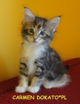 CARMEN Dokato*pl