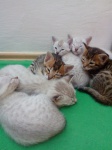 Cattery Albisavannah CZ - Savannah kittens F7 SBT