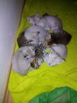 Cattery Albisavannah CZ - Savannah kittens F7 SBT