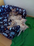 Cattery Albisavannah CZ - Savannah kittens F7 SBT