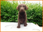 Chesapeake Bay Retriever