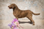 Chesapeake bay retriever with pedigree