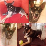 Cudowna roczna sunia o imieniu Kropka do oddania. 