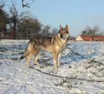 Czechosłowacki Wilczak szczenię z rodowodem „A” UROBOROS