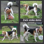 do adopcji zack