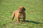 Dog z Bordeaux, Dogue de Bordeaux, French Mastiff