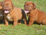 Dog z Bordeaux, Dogue de Bordeaux, French Mastiff