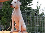 Dogo Argentino beautiful females 