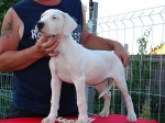 Dogo Argentino beautiful females 