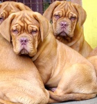 Dogue de Bordeaux - beautiful puppies with pedigree