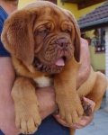 Dogue de Bordeaux - beautiful puppies with pedigree