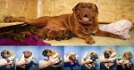Dogue de Bordeaux szczenięta z rodowodem FCI