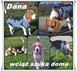 Dona beagle