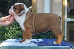 English Bulldog, Bulldog
