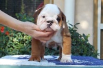 English Bulldog, Bulldog