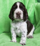 English Springer Spaniel 