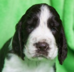 English Springer Spaniel 