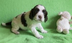 English Springer Spaniel puppies with pedigree