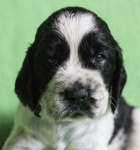 English Springer Spaniel puppies with pedigree