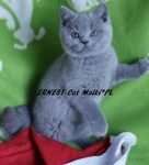Ernest Cat Małki*PL