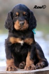 FCI pedigree puppies – gordonsetter