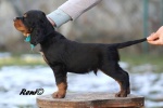 FCI pedigree puppies – gordonsetter