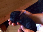 FCI Puppies Black Giant Schnauzer