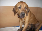Fila Brasileiro 