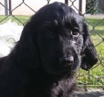 Flat Coated Retriever