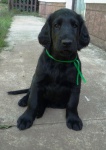 Flat Coated Retriever