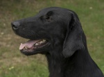 Flat Coated Retriever