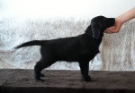 Flat Coated Retriever