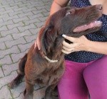 Flat Coated Retriever with pedigree taking now, boys