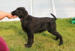 Flat Coated Retriever with pedigree taking now, boys