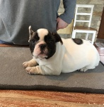 French Bulldog pedigree puppies