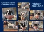 French Bulldog pedigree puppies