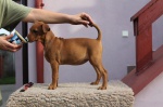 German Pinscher puppies