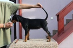 German Pinscher puppies
