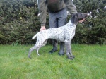German shorthaired pointer
