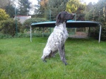 German shorthaired pointer