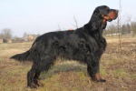 Gordon Setter
